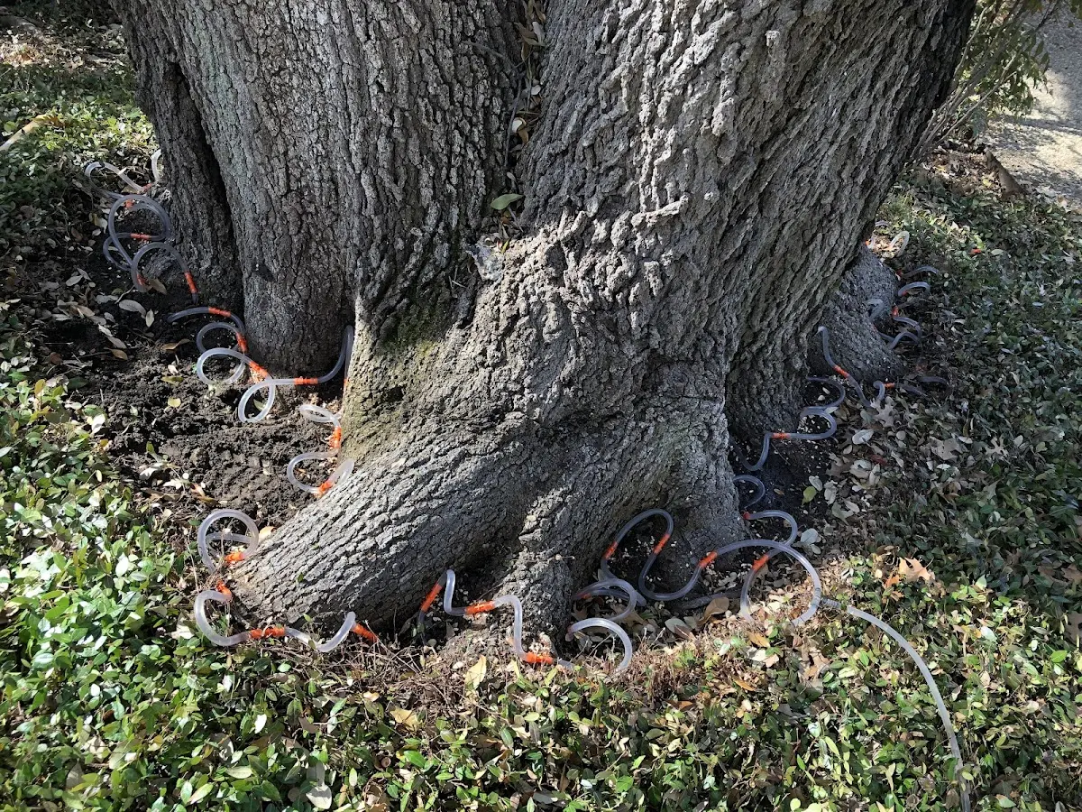 Detailed Tree Cabling and Bracing job site in Council Grove