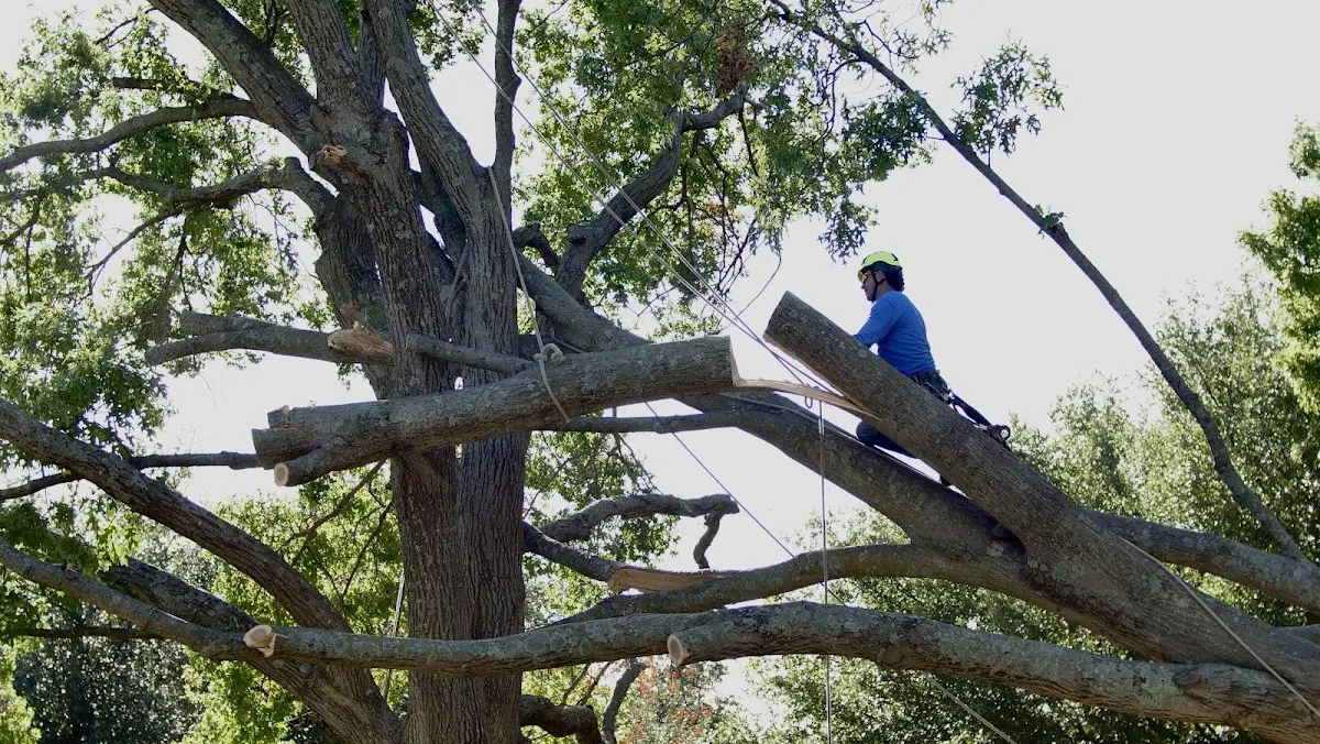 Professional Crown Thinning performed by certified arborists in Council Grove
