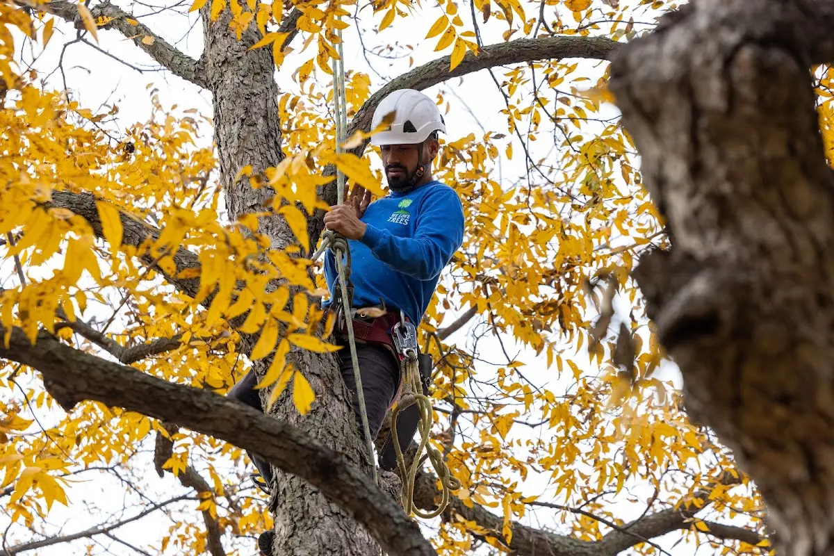 Skilled Tree Pruning crew working in Council Grove